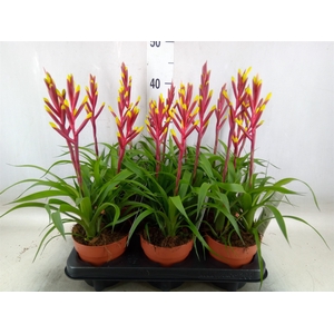 Guzmania  'Misty'