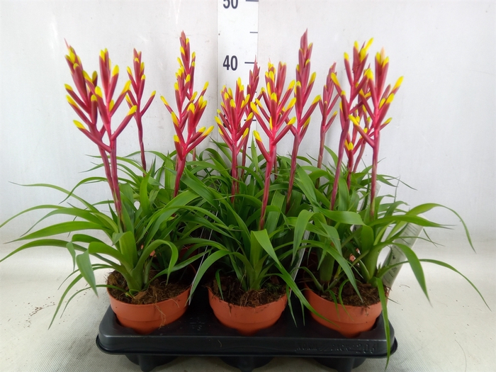 <h4>Guzmania  'Misty'</h4>