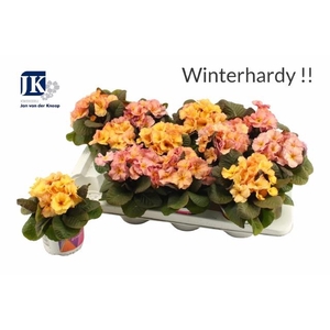 !! PROMO !! PRIM ACAULIS OBSIDIAN PEACH