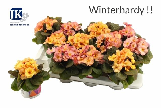 <h4>PRIM AC OBSID PEACH</h4>