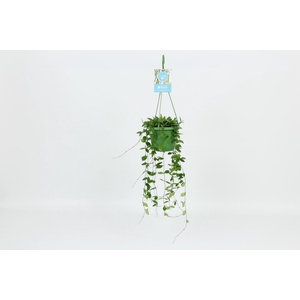 Hoya puber