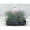 Festuca glauca