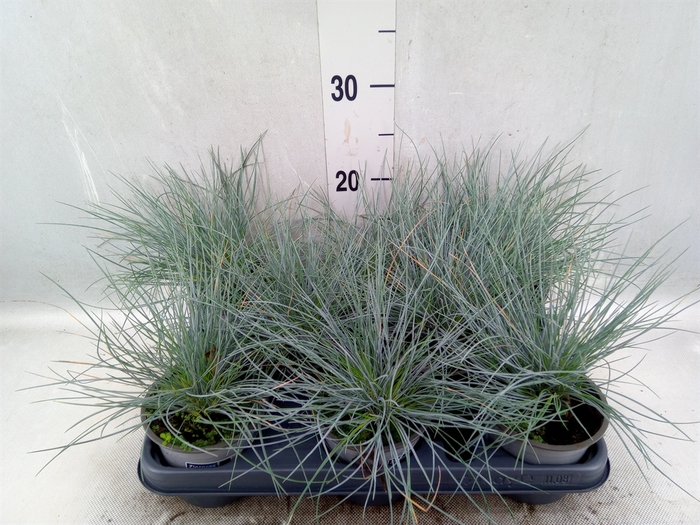 Festuca glauca