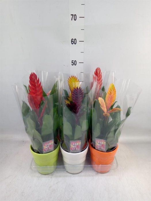 <h4>Vriesea  'Style'</h4>