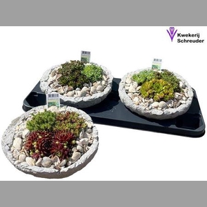 Arr Tuinplanten Beton Rond