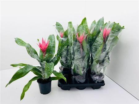 <h4>Aech Fas Primera</h4>