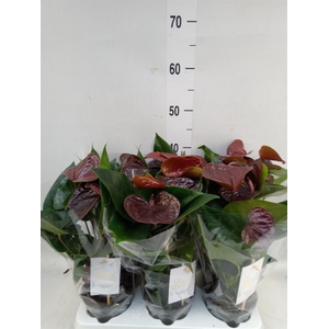 Anthurium andr. 'Essencia'