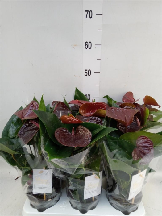 <h4>Anthurium andr. 'Essencia'</h4>