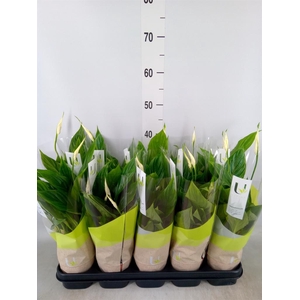 Spathiphyllum  'Torelli'