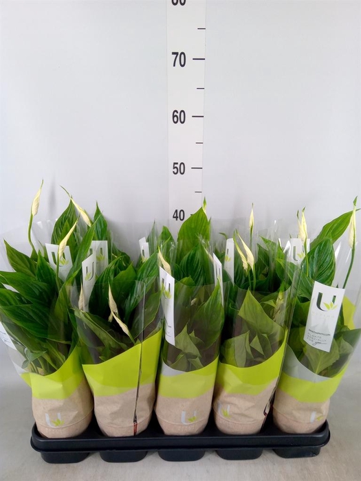 <h4>Spathiphyllum  'Torelli'</h4>