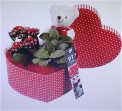 2372 ROOD GIFTBOX BEER