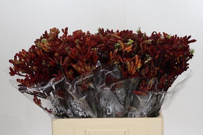 <h4>Anigozanthos Early Spring</h4>