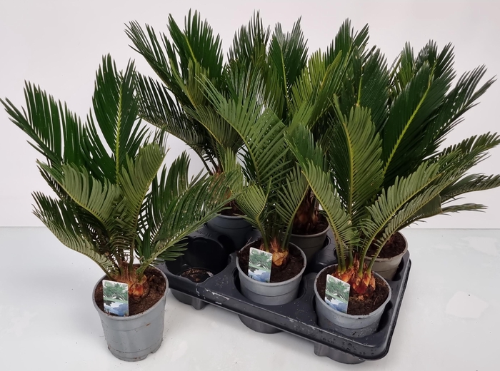 <h4>CYCAS REVOLUTA</h4>