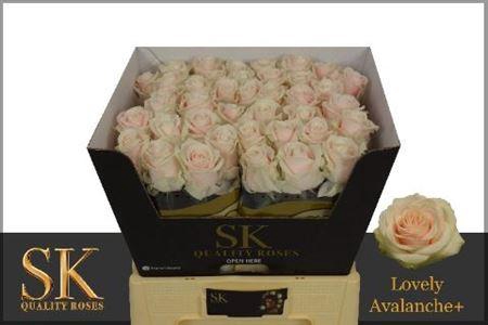 <h4>R Gr Lovely Avalanche Lovely Lovely</h4>