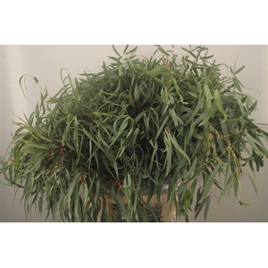 Euc Nicholii Per Bunch 300 Gram Extra