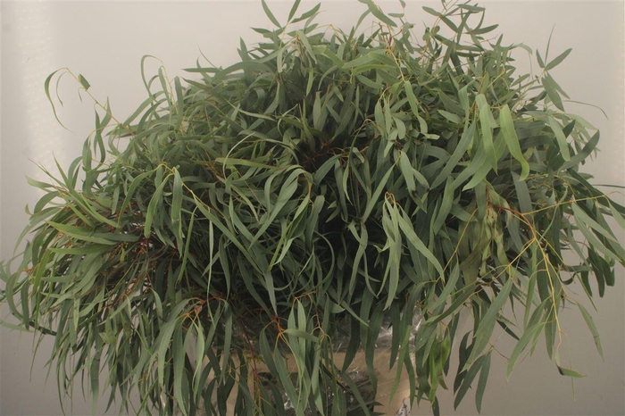<h4>Euc Nicholii Per Bunch 300 Gram Extra</h4>