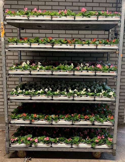 <h4>Begonia semp.   ...greenleaf mix</h4>