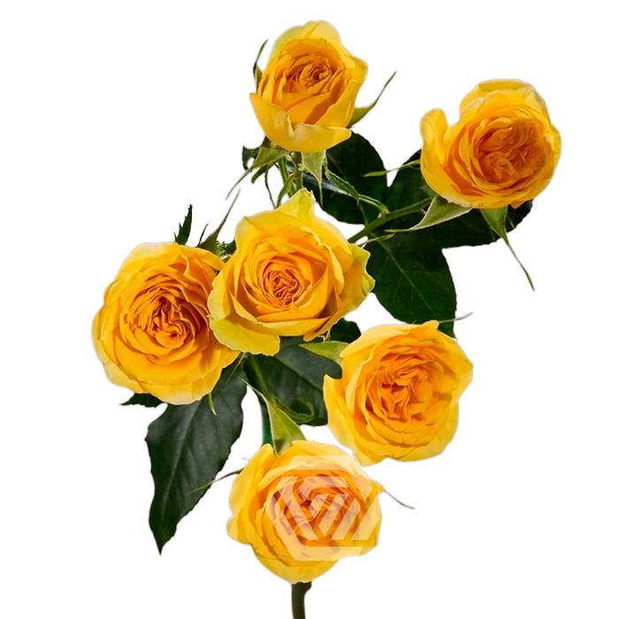 <h4>R TR BS LEO Tessa</h4>