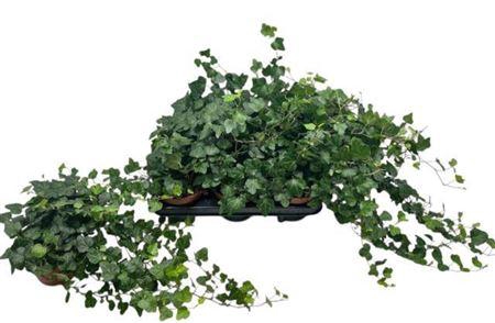 <h4>Hed He Wonder</h4>