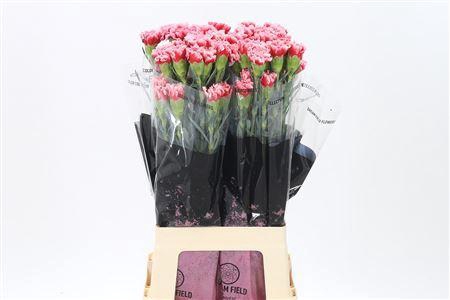 <h4>Di St Cheerio</h4>