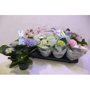 Hydr M Mag Revolutio Gem