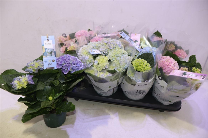 <h4>Hydr M Mag Revolutio Gem</h4>