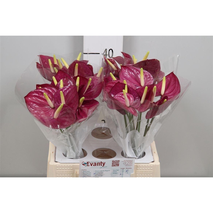 <h4>Anth A Violet Heart 40 L35</h4>