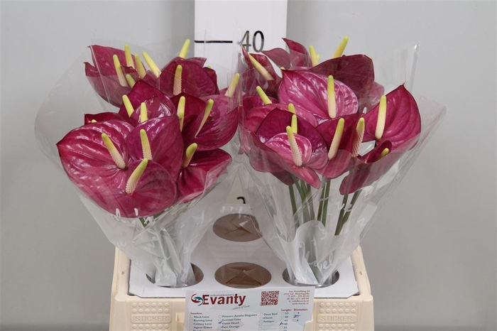 Anth A Violet Heart 40 L35