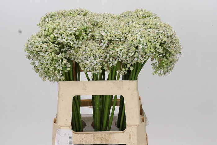 <h4>Allium Nigrum</h4>