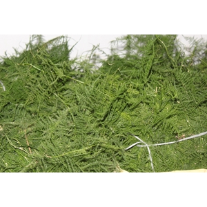 FOLHAGEM ASPARGO PLUMOSO