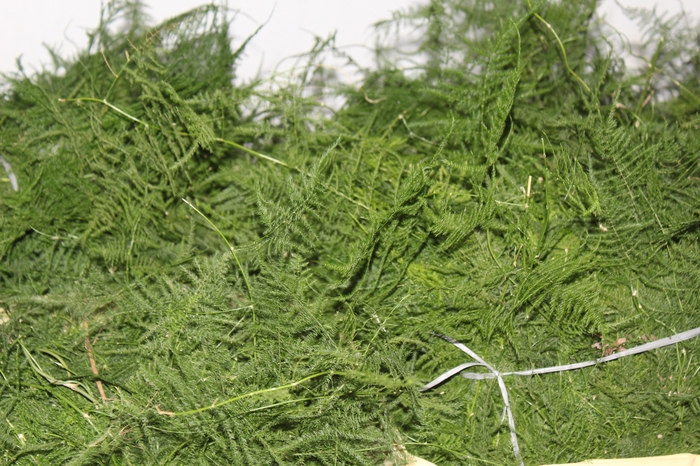 <h4>FOLHAGEM ASPARGO PLUMOSO</h4>