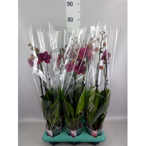 Phalaenopsis   ...