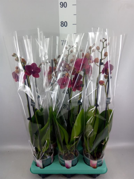 <h4>Phalaenopsis   ...</h4>