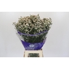 Limonium White Diamond