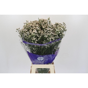 Limonium White Diamond