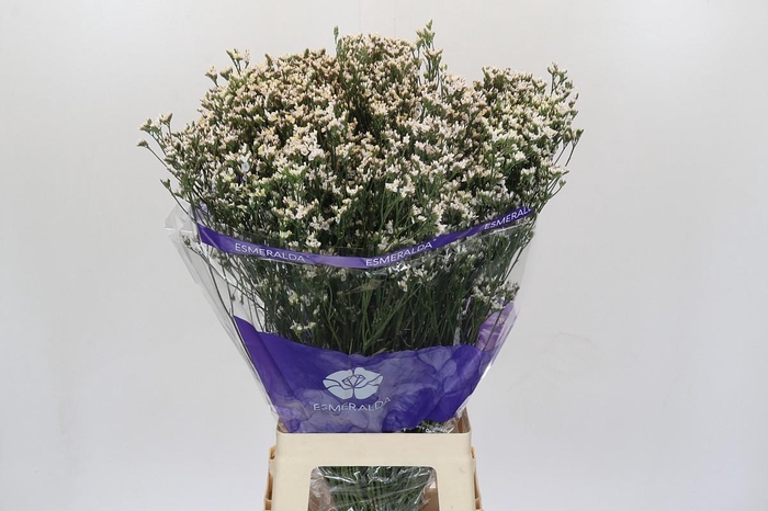 <h4>Limonium White Diamond</h4>