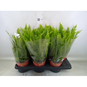 Nephrolepis exal. 'Green Lady'
