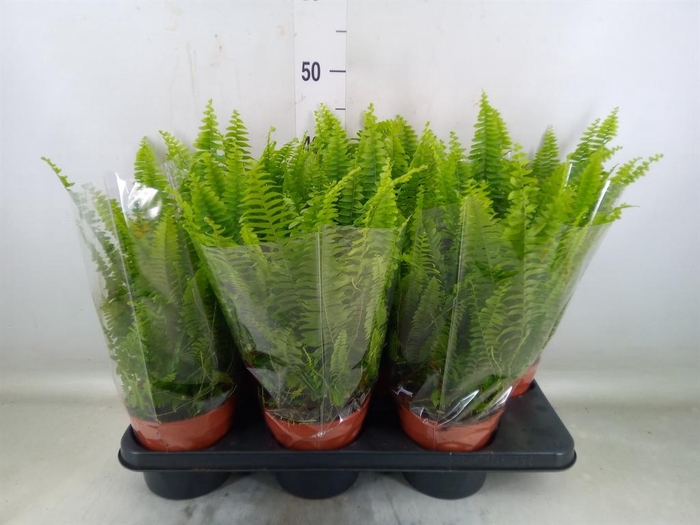 <h4>Nephrolepis exal. 'Green Lady'</h4>