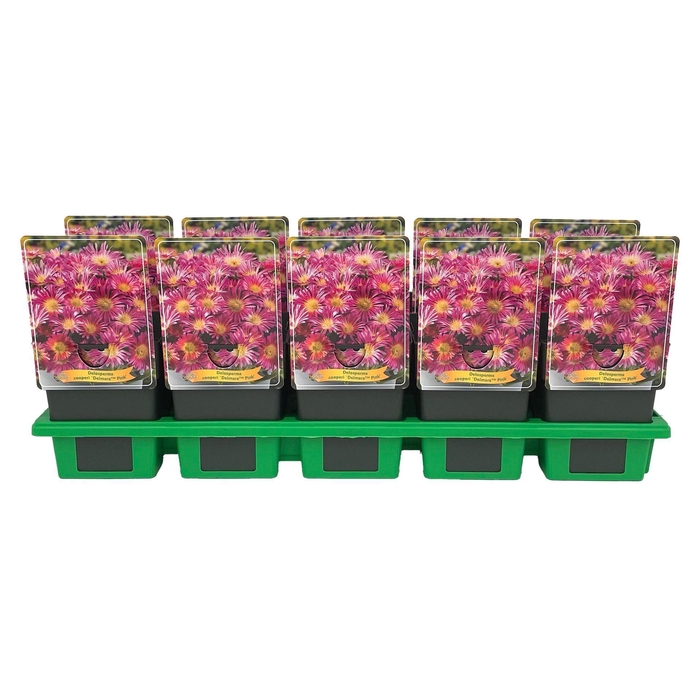 <h4>Delosperma cooperi</h4>