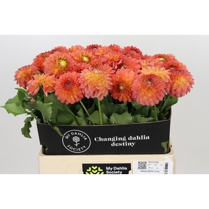 Dahlia Santa Lucia