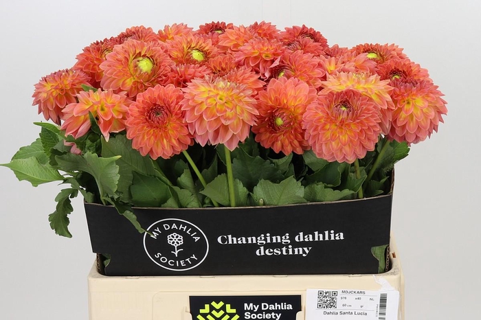 <h4>Dahlia Santa Lucia</h4>