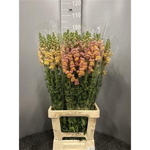 Antir Poto Dark Orange