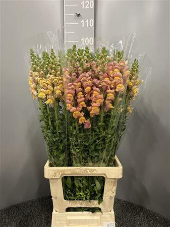 <h4>Antir Poto Dark Orange</h4>