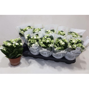 arr8 Kal Ge Don Dione