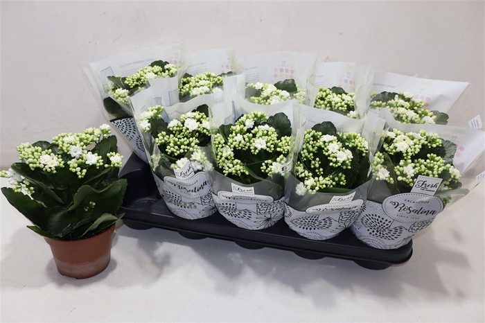 <h4>arr8 Kal Ge Don Dione</h4>