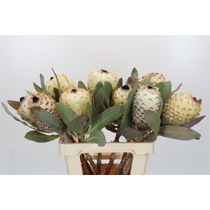 PROTEA M ICE QUEEN