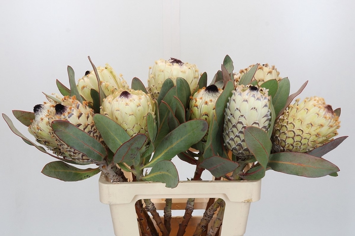 <h4>PROTEA M ICE QUEEN</h4>