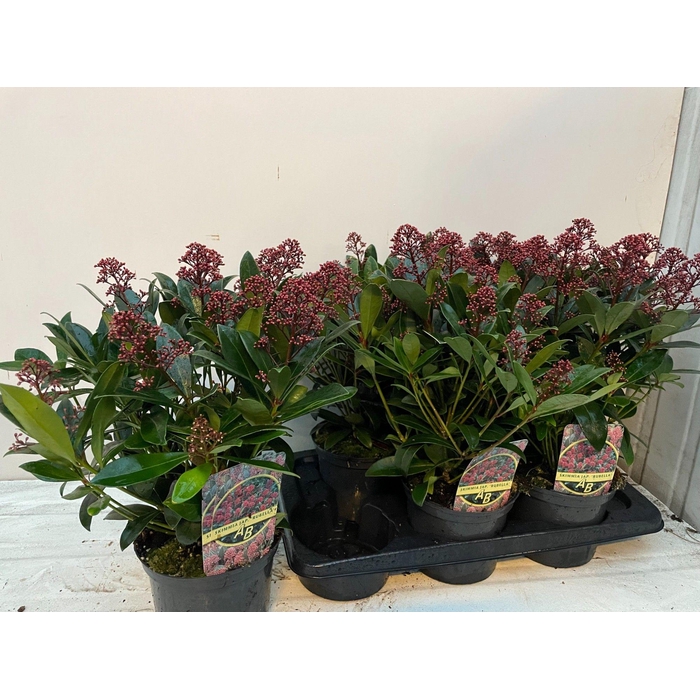 <h4>SKIM J RUBELLA</h4>