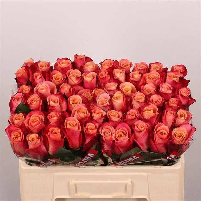 <h4>R GR HELENE</h4>