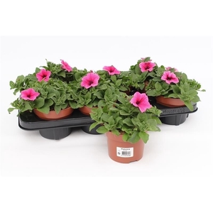 Petunia Surfinia Pink